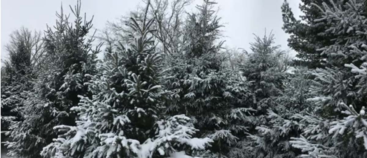 evergreen trees with snow on the branches