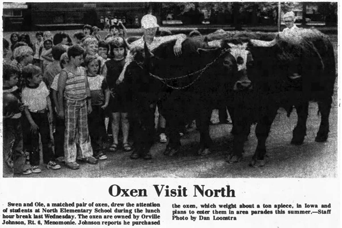 Oxen Visit North - Sven and Ole, a matched pair of oxen, drew the attention of students at North Elementary School during the lunch hour break last Wednesday. The oxen are owned by Orville Johnson, Rt. 6, Menomonie. Johnson reports he purchased the oxen, which weigh about a ton apiece, in Iowa and plans to enter them in area parades this summer. - Staff Photo by Dan Loonstra (May 25, 1977 Dunn County News)