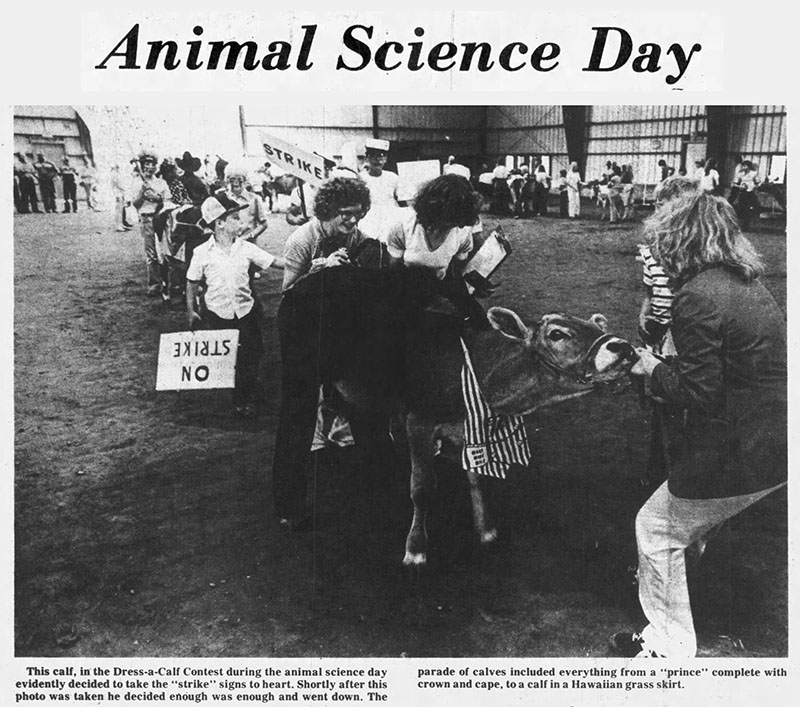 In this newspaper clipping from 1981, youngster parade young costumed cattle in a show ring in a Dress-a-Calf contest during Animal Science Day.