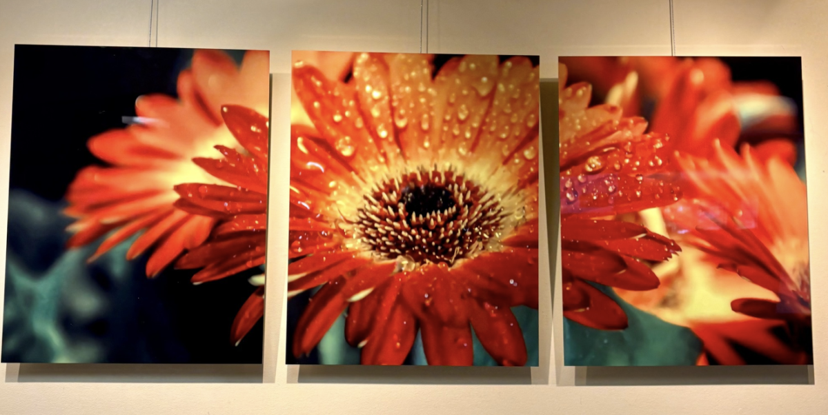 Photography Display at Public Library