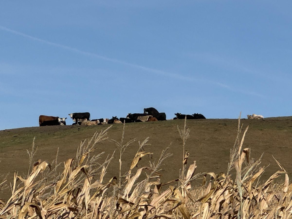 Staff Photo: Debra Bell