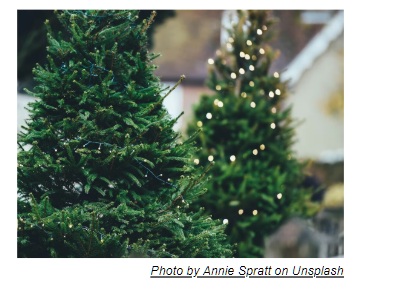 City Christmas Tree Curbside Pickup Jan 8