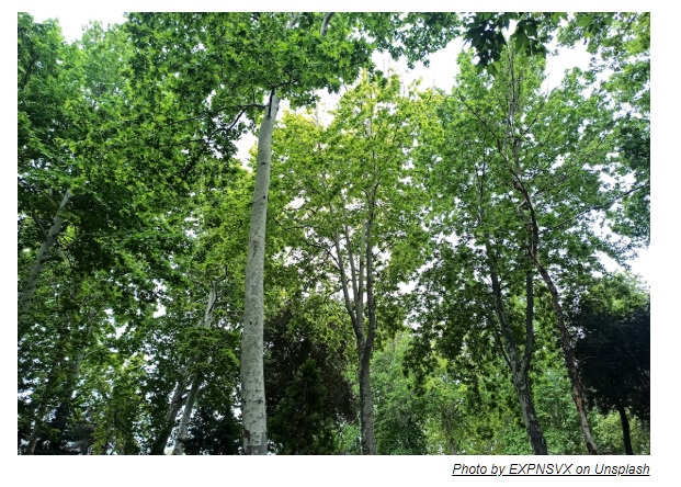 City Seeking Nominations for Forestry Friends Award